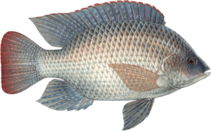 Tilapia