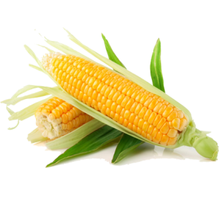 Maize