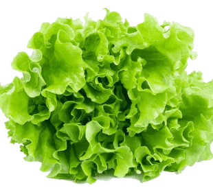 Lettuce