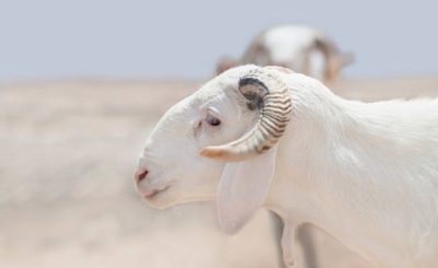 Portrait of a Sahelian ram (African male sheep), photo